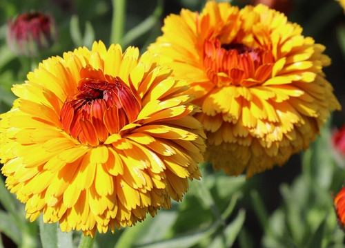 Bulls eye calendula seeds - 25,