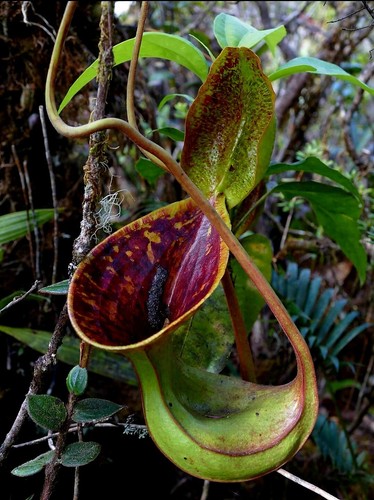 Nepenthes lowii trusmadi - nepenthes,