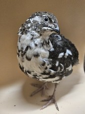 6 Very Rare Coturnix Quail