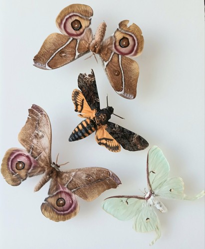 Moth collection set - x4, (a2)