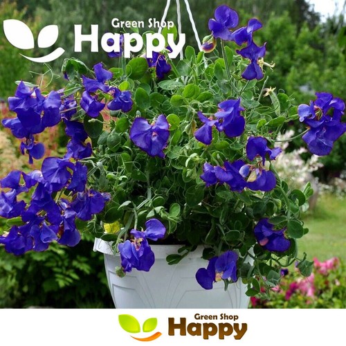 Sweet pea dwarf navy blue - navy, 20