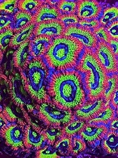 Holy grail micromussa acan 2+