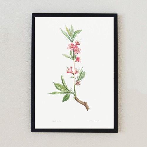 Vintage botanical flowers - botanical,