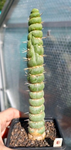 Eulychnia castanea spiralis - eulychnia,