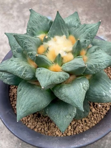 14cm rare plant ariocarpus fis - 14cm,