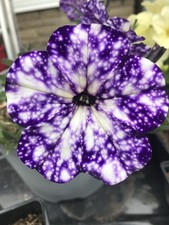 Petunia Seeds (Night Sky)