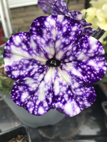 Petunia seeds - seeds, sky)