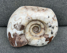 Polished Goniatite Metalegoceras Sp Rare Calcite Filled Fossil Timor-Leste