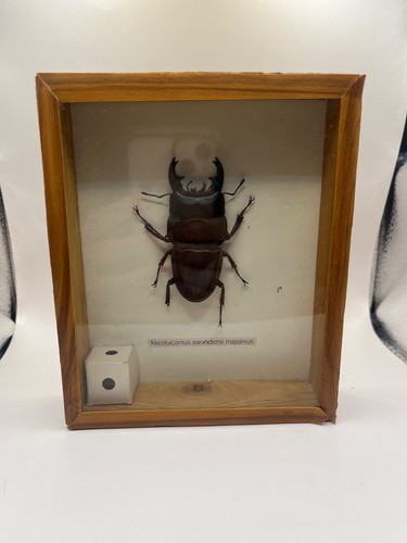 Framed black stag beetle - framed,
