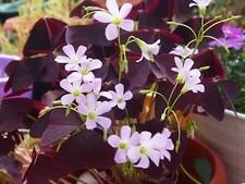 Oxalis triangularis summer - oxalis,