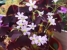 10 Oxalis Triangularis Bulbs Purple Shamrock Spring Flowering Garden Perennial