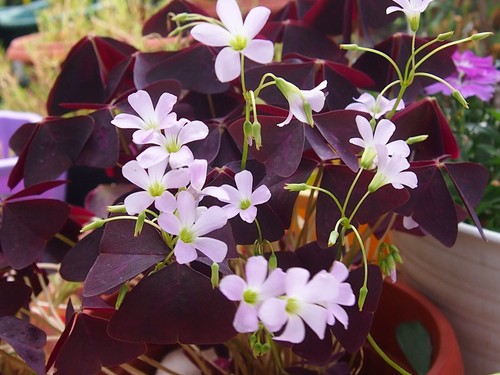 Oxalis triangularis summer - oxalis,