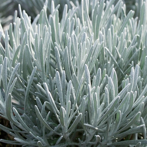Curry plant helichrysum - plant,