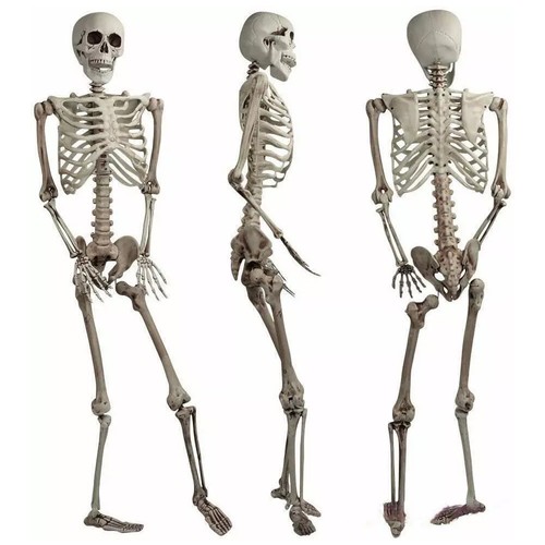 165cm life size - 165cm, human