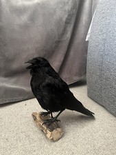 Carrion crow - carrion,