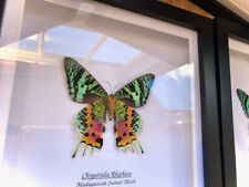 Framed butterfly x1