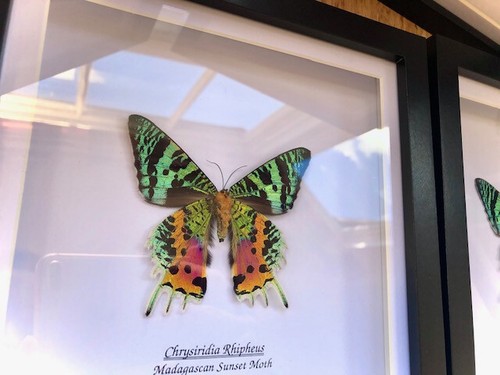 Framed butterfly - , x1