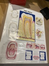 Vintage Anatomical Chart Co. Medical Wall Chart - 1983 - Anatomy - 20"x26"