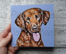 Curly Coated Retriever