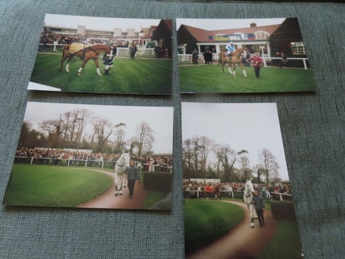 Desert orchid tingle creek - desert,