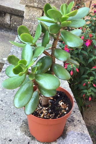 Large jade plant crassula - large, plant.