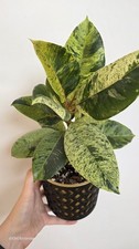 Ficus elastica shivereana - elastica, "shivereana"