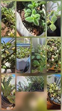 Indoor Succulent Bundle