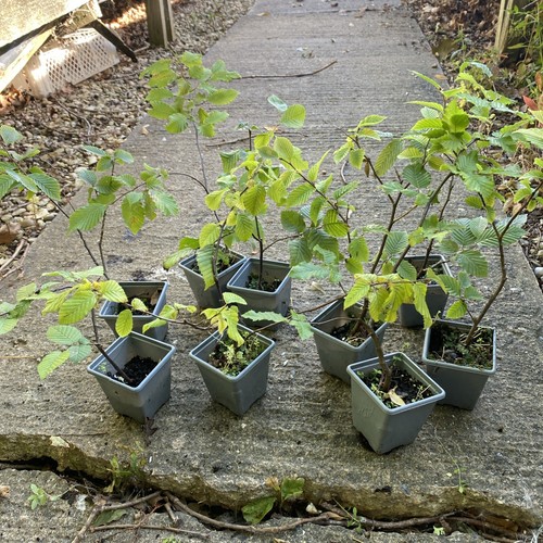 Hornbeam saplings hedging - 9, x