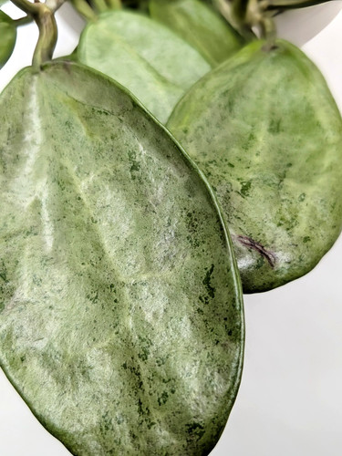 Hoya silver lady xiao - hoya,