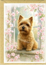 Norwich Terrier Dog Greetings