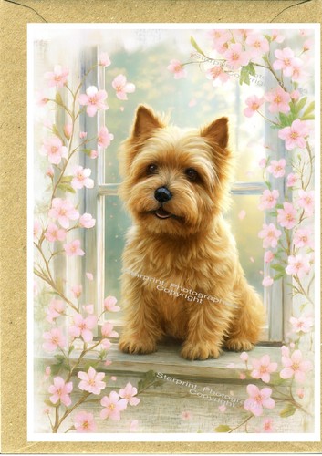 Norwich terrier dog - norwich,