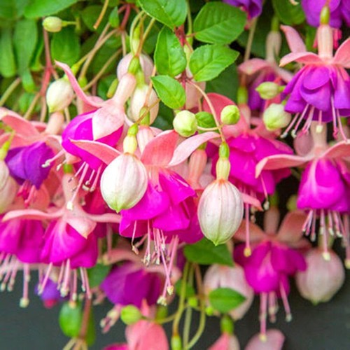 Perennial trailing fuchsia eva - fuchsia,