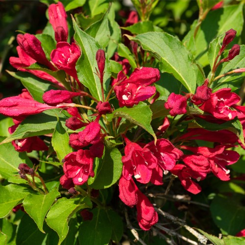 Weigela bristol ruby 2l - ruby, in