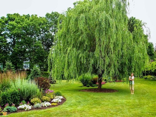 Weeping willow tree - tree, salix