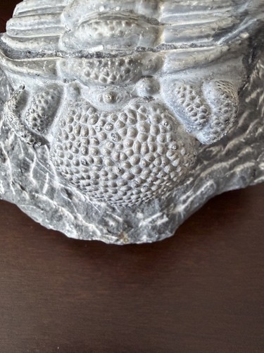 Drotops trilobite devonian - trilobite,