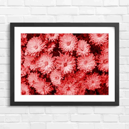 Vibrant pink chrysanthemum - vibrant,