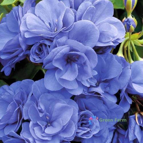 Seeds geranium sky blue - 10,