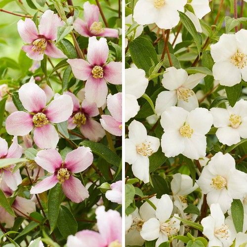 Philadelphus petite perfume - philadelphus,