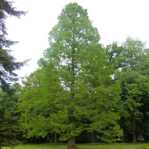 Metasequoia glyptostroboides - ,