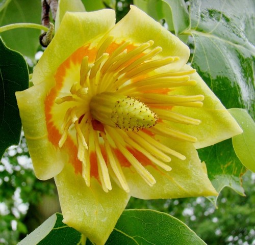 Chinese tulip tree seeds - 10,