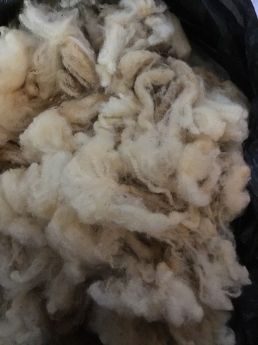 Raw wool fleece - raw,