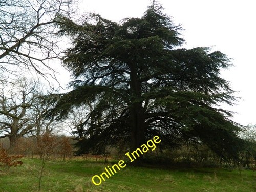 Photo 6x4 cedar tree - tree, in
