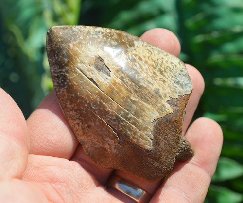 Wow genuine megalodon - wow,,