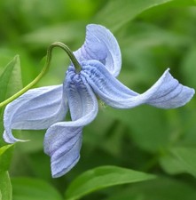 CLEMATIS INTEGRIFOLIA BLUE