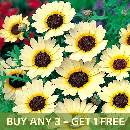 Corn marigold eastern star - marigold,
