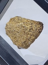 Edmontosaurus Dinosaur Fossil