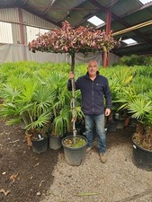 1x 45ltr 7-8ft Jasmin Umbrella White . Premium Quality . Nationwide Delivery 