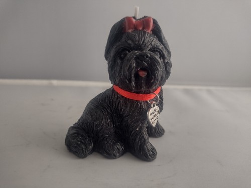 Cute little black shih - cute,