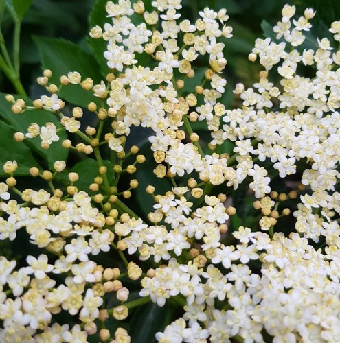Elderflower cuttings - elderflower,