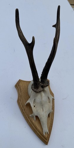 Wall mounted roe buck - roe, deer